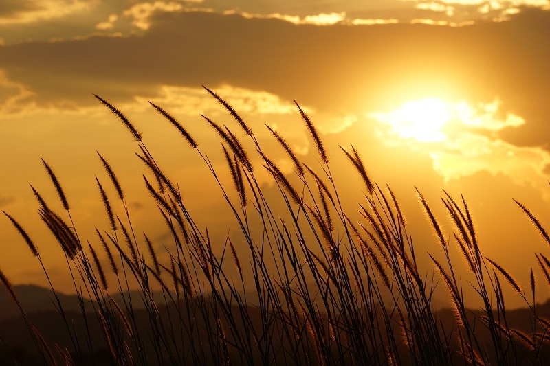 flowers  / Examine flowers flowers  / most flowers