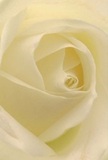 This image gently immerses you in the delicate core of a cream-white rose, mirroring the serenity of early mornings along Teddington's riverside paths. Each petal unfurls in a mesmerizing spiral, inviting touch and imagination to explore its whisper-soft texture as though freshly caressed by dew. The gentle, diffuse light brings out subtle variations in color, with quiet shadows enhancing the depth between ivory folds, evoking a sense of peaceful intimacy. The flower's tranquil presence is reminiscent of heartfelt moments shared in Teddington's green spaces-a symbol of new beginnings, admiration, or tender remembrance. Every detail, from the nearly transparent outer petals to the spiralled heart, reflects the artisan care of a Teddington florist. The close-up perspective captures not just the perfect geometry of the bloom, but the intent and emotion behind its arrangement. A faint, sweet scent seems to linger in the air, understated yet soothing-a perfect companion for comforting gestures and timeless tributes delivered with pride by Teddington's local floral experts.